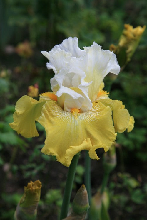 Close-up of Bearded Iris Tulip Festival with white and yellow petals