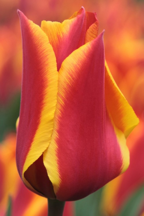 A Greigii tulip, called United States, with red blooms and yellow edges