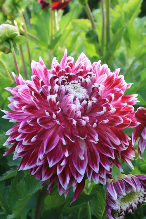 Dahlia - Vancouver