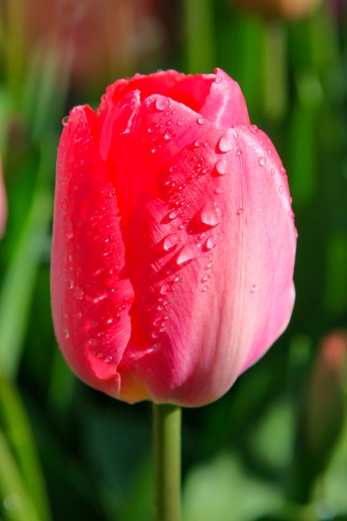 Close-up of darwin hybrid tulip Van Eijk, with pink petals