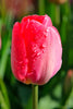 Close-up of darwin hybrid tulip Van Eijk, with pink petals