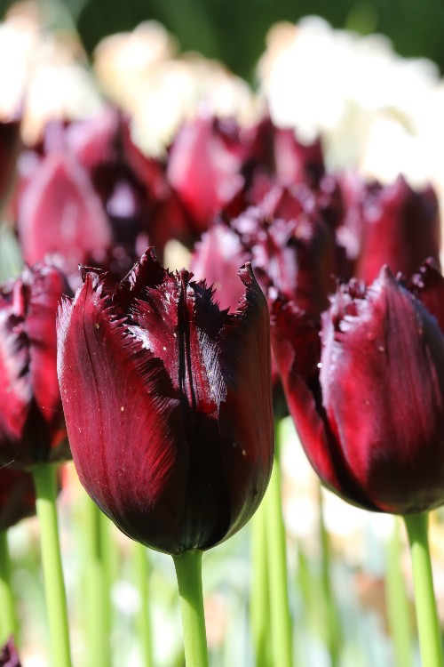 Close-up of a vibrant purple-burgundy Fringed tulip Van Eijk blooming