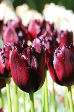 Tulip - Vincent van Gogh