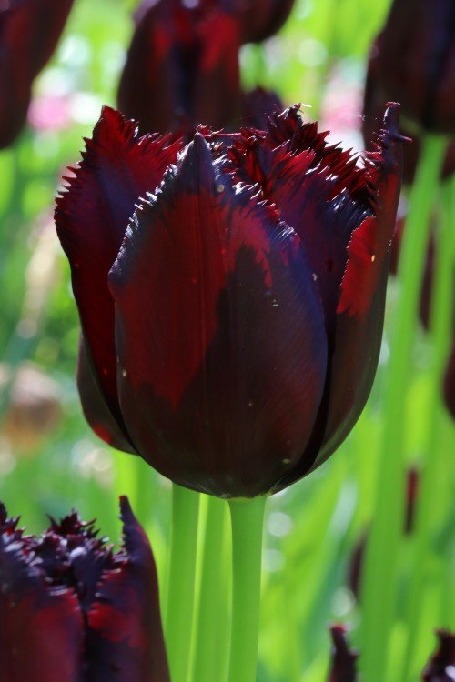Tulip - Vincent van Gogh