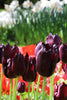 Load image into Gallery viewer, Group of striking Van Eijk fringed tulips with, displaying purple hues