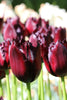 Load image into Gallery viewer, Close-up of a vibrant purple-burgundy Fringed tulip Van Eijk blooming