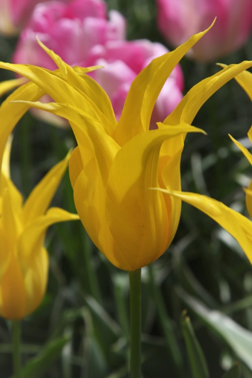 Close-up of vibrant yellow Lily flowering tulip, called Flashback.