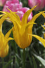 Close-up of vibrant yellow Lily flowering tulip, called Flashback.
