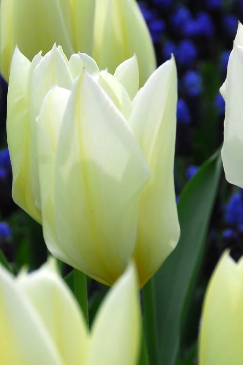 A pristine white Fosteriana tulip known as White Emperor. Close-up