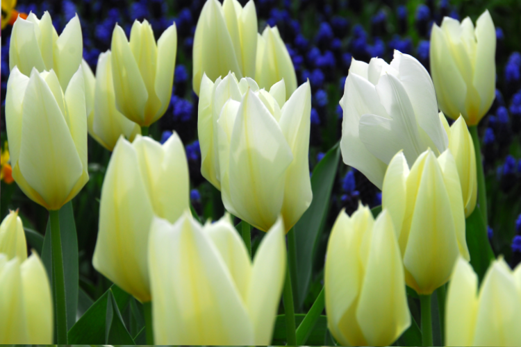 Group of fosteriana tulips, called white emperor standing on sturdy stems