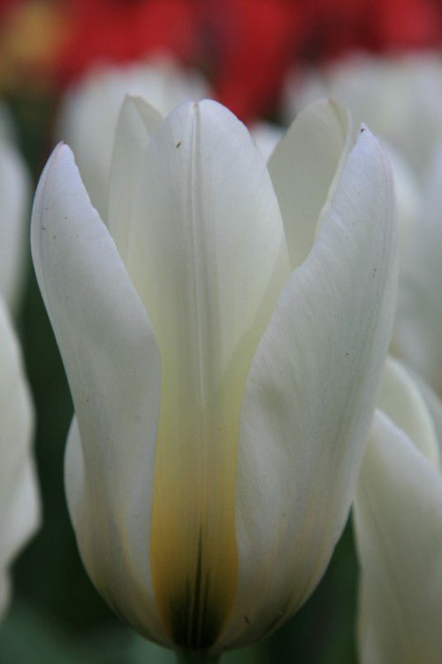 Tulip - White Emperor
