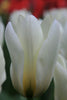 Close-up of a Fosteriana tulip, called white emperor with elegant petals