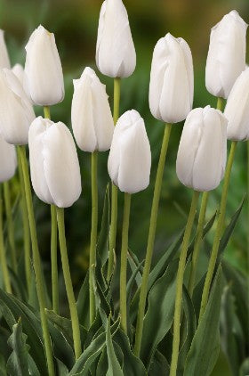 Group of Single late tulip ivory proud, green stems and foliage.