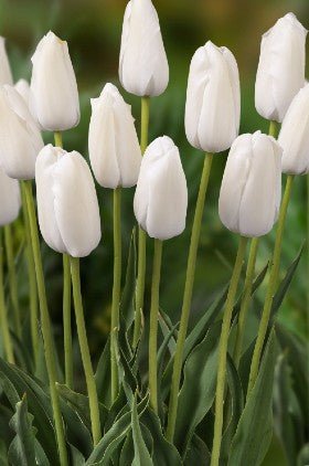 Tulip - Ivory Proud