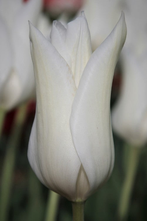 Close-up of lily flowering tulips white triumphator, with elegant and long petals
