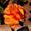 Orange Canna