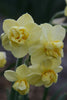 Close-up of group Yellow Cheerfulness Daffodils, yellow petals and ruffled heart