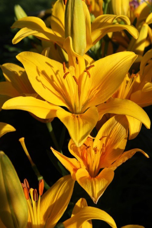 asiatic lily yellow county Yellow County