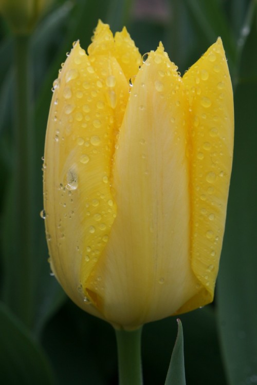 A Fosteriana tulip Yellow emperor has butter yellow petals with green background