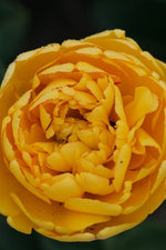 Tulip - Yellow Pomponette