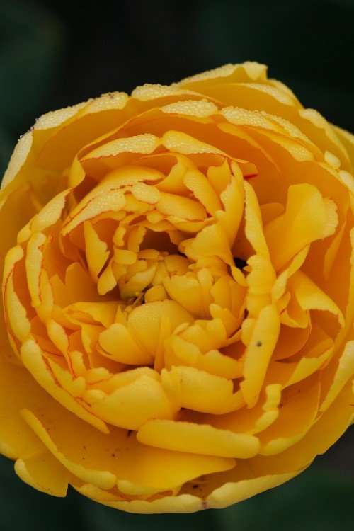 Tulip - Yellow Pomponette