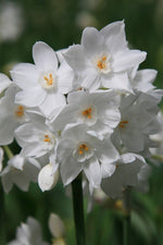 Daffodil - Paperwhite Ziva