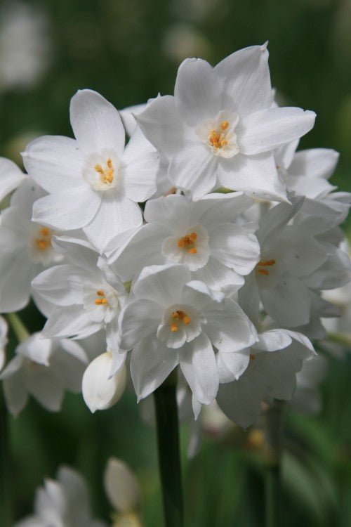 Daffodil - Paperwhite Ziva