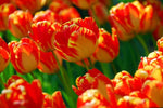 Tulip - Banja Luka