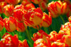 Group of vibrant red and yellow Darwin Hybrid Banja Luka tulips