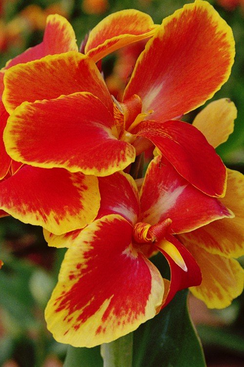 Canna - Rosemond Coles
