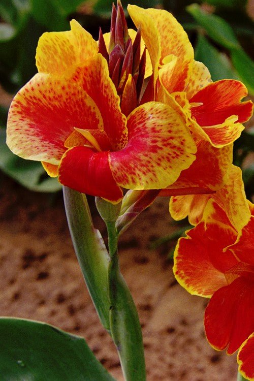 Canna - Rosemond Coles