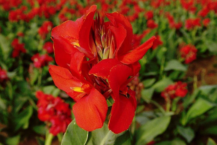 Canna - The President