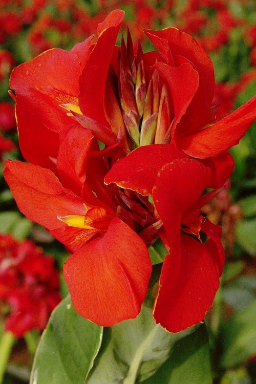 Canna - The President