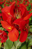 Load image into Gallery viewer, The President - Canna Bulbs