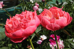Peony - Coral Charm