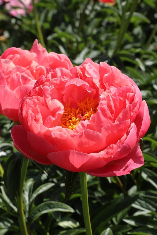 Lush Coral Charm peony: a delightful burst of coral-pink petals.