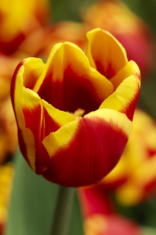 Close-up of a Triumph tulip called Denmark with yellow and red colors