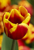 Close-up of a Triumph tulip called Denmark with yellow and red colors