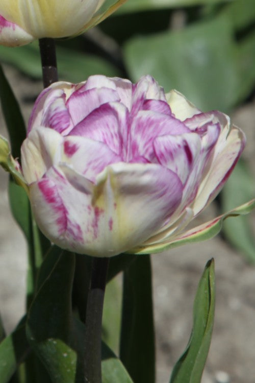 Close-up of Double Late tulip Shirley with purple and white petals.