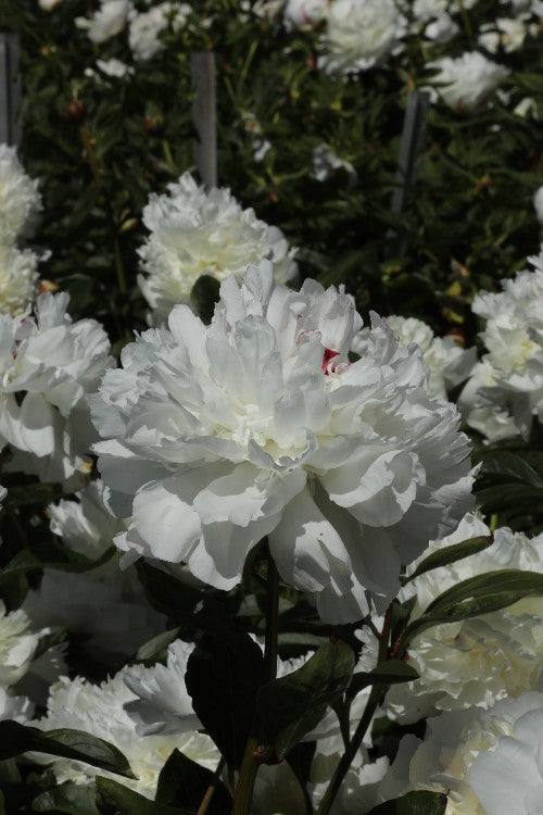 Pure white peony, Duchesse de Nemours, captivating with its allure.