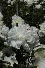 Peony - Festiva Maxima