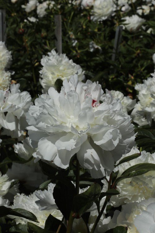 Peony - Festiva Maxima