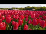 Vibrant red tulips, Darwin Hybrid Apeldoorn variety, standing tall in the garden.