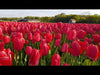 Load and play video in Gallery viewer, Vibrant red tulips, Darwin Hybrid Apeldoorn variety, standing tall in the garden.