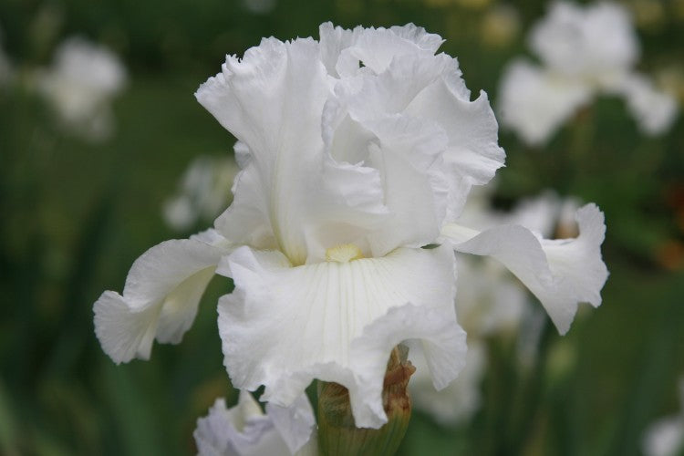 Bearded Iris Immortality has snowy white blooms, with green background