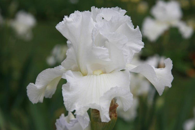 Bearded Iris - Immortality