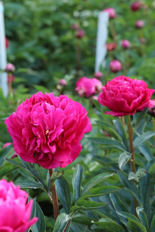 Vibrant pink Kansas peony: nature's artistry in full bloom this spring.