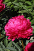 Radiant pink Kansas peony with lush petals adds charm to landscapes.