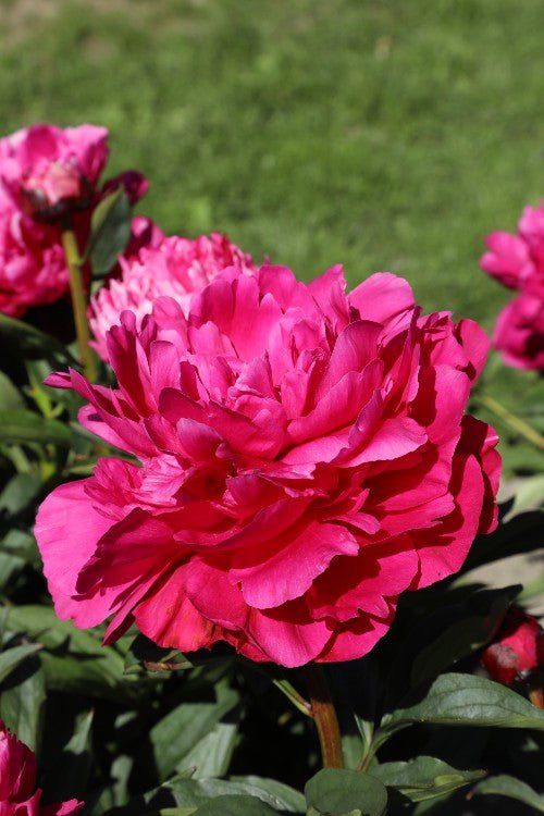 Peony - Kansas