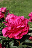 Exquisite hot pink Kansas peony: a blooming marvel in floral gardens.